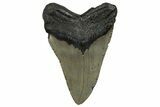 Fossil Megalodon Tooth - North Carolina #258747-2